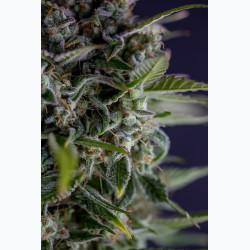 Auto Garage Strawberry