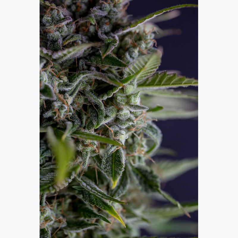 Auto Garage Strawberry