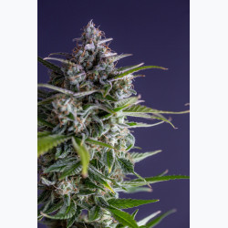 Auto Garage Strawberry
