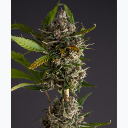 Auto Garage Strawberry