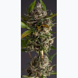 Auto Garage Strawberry