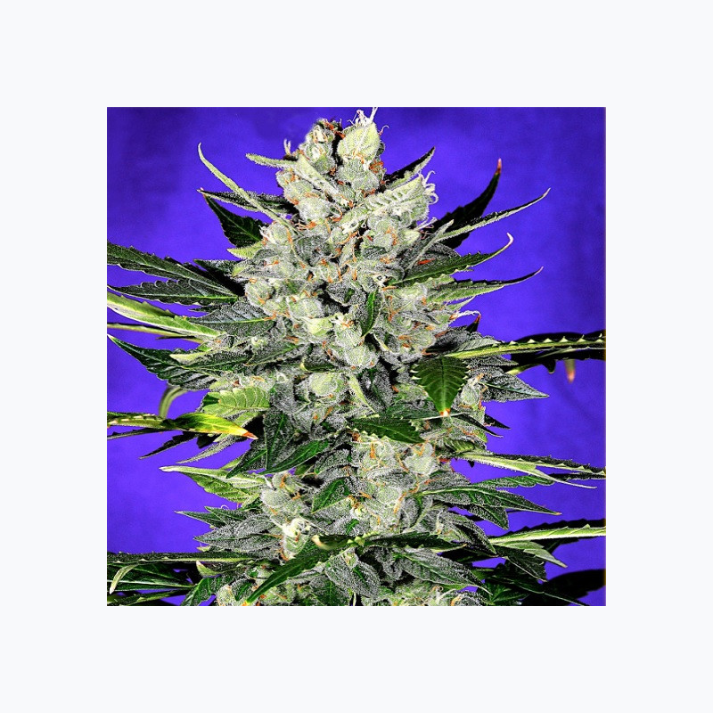 Feminizowane nasiona marihuany Auto Jack Herer