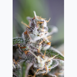 Auto Garage Strawberry