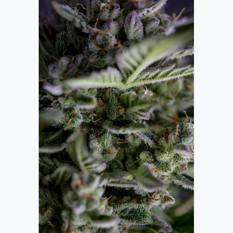 Auto Garage Strawberry