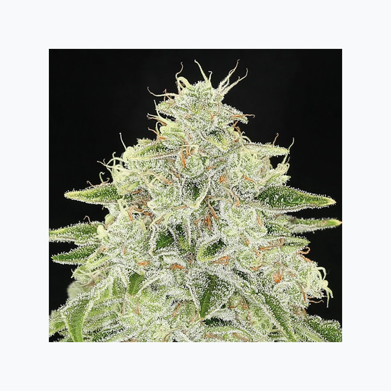 Haze Queen Haze Queen