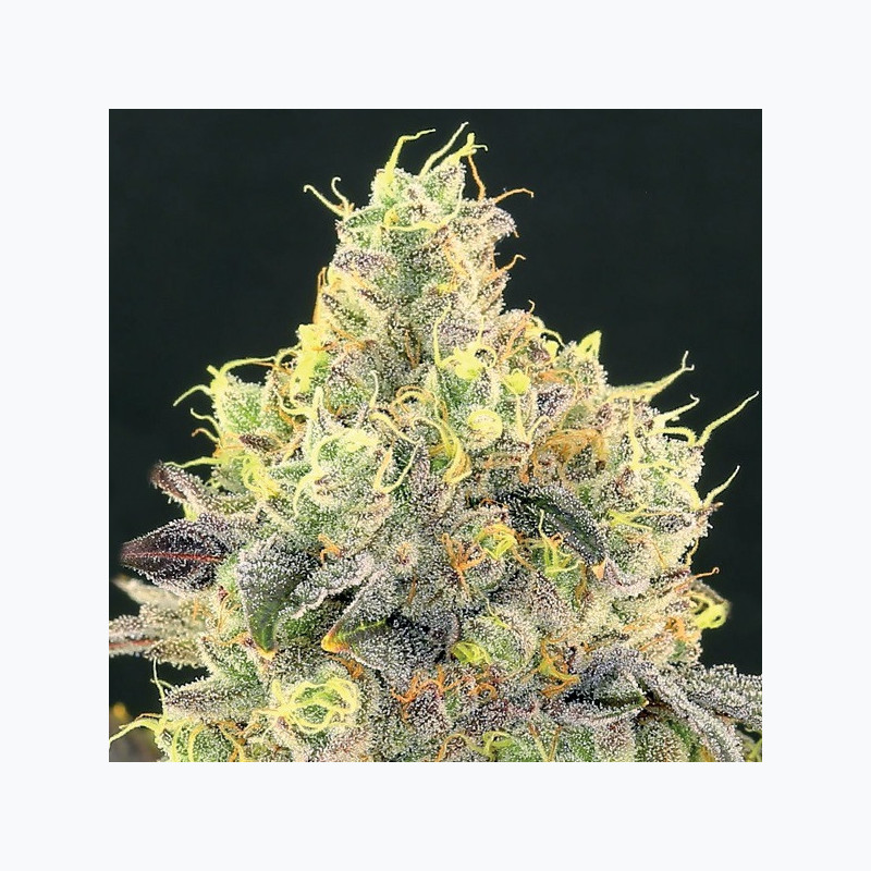 Nova OG Nova OG
