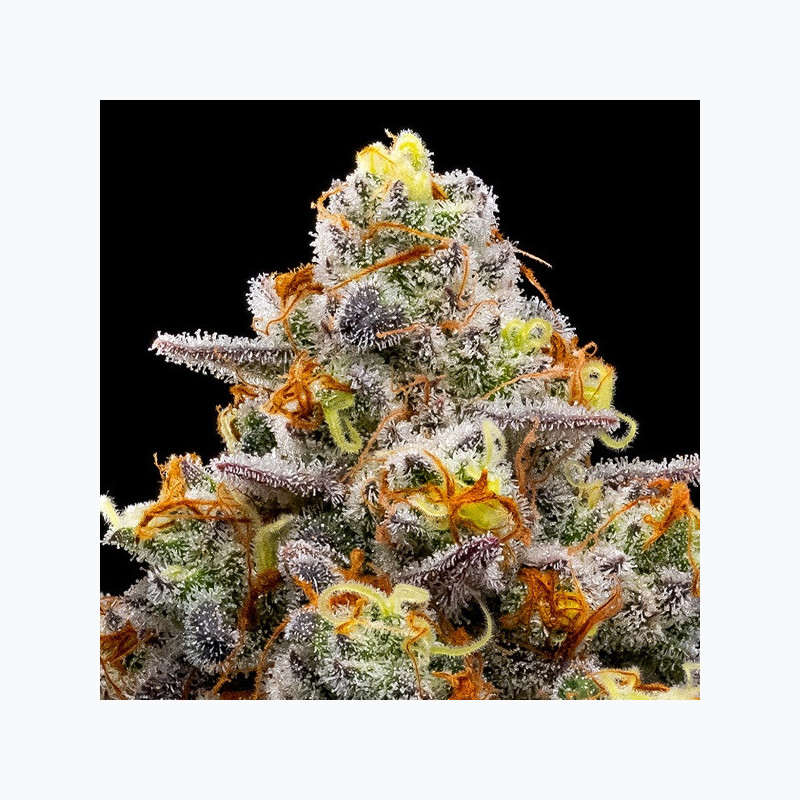 Purple Boost Highness Purple Boost Highness