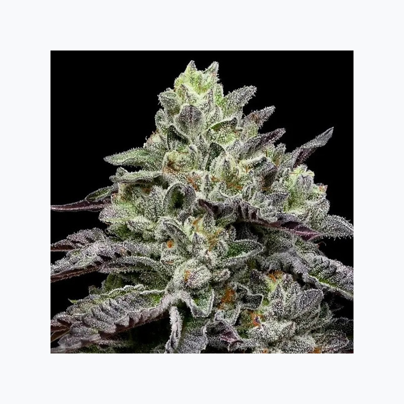 Smashberry Fumez Smashberry Fumez