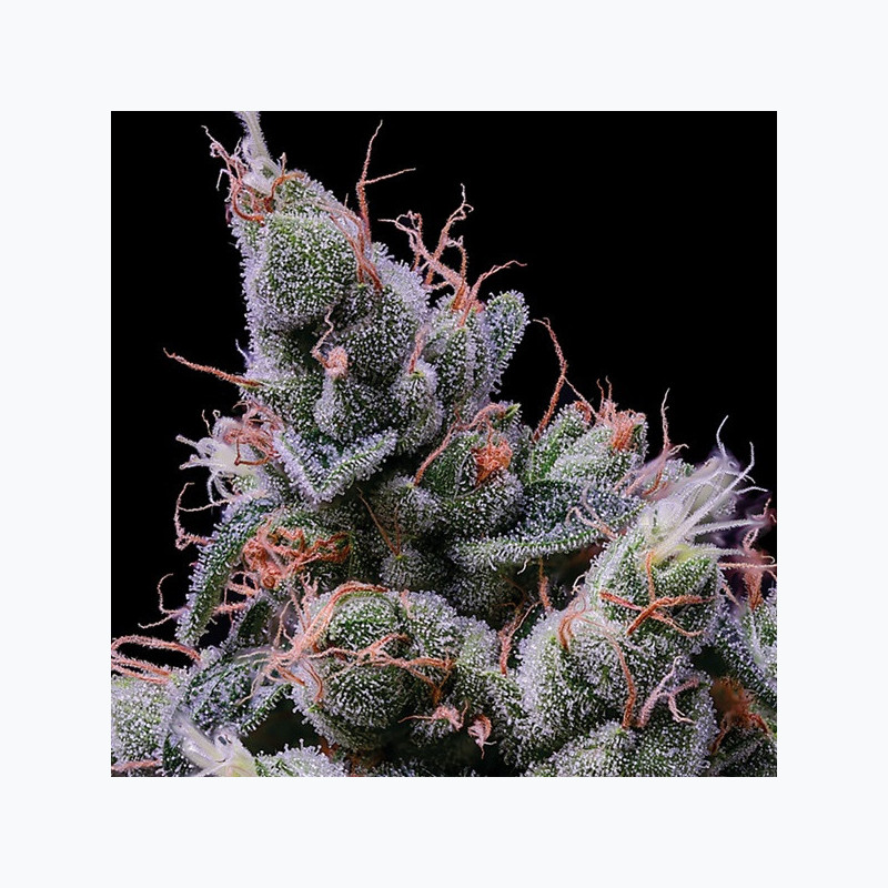 Strawberry Kush Strawberry Kush