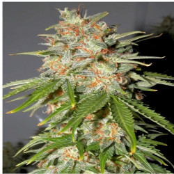 Feminizowane nasiona marihuany Auto Lemon Haze