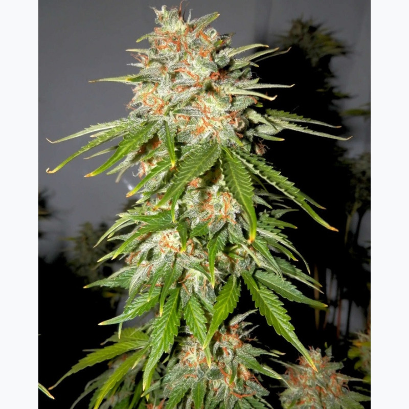Feminizowane nasiona marihuany Auto Lemon Haze