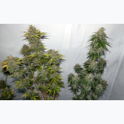 Feminizowane nasiona marihuany Auto Lemon Haze