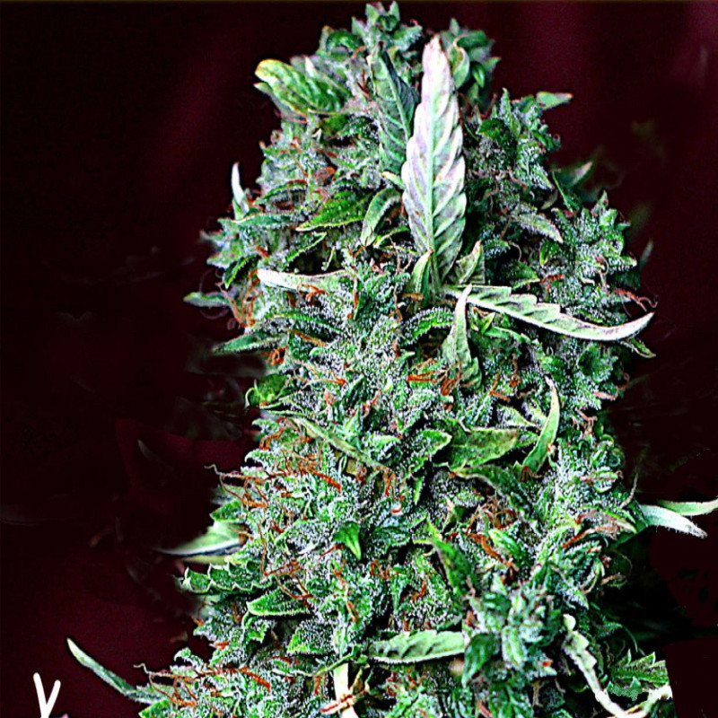 Feminizowane nasiona marihuany Auto Auto Mazar