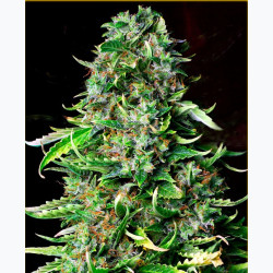 Feminizowane nasiona marihuany Auto Auto Mazar