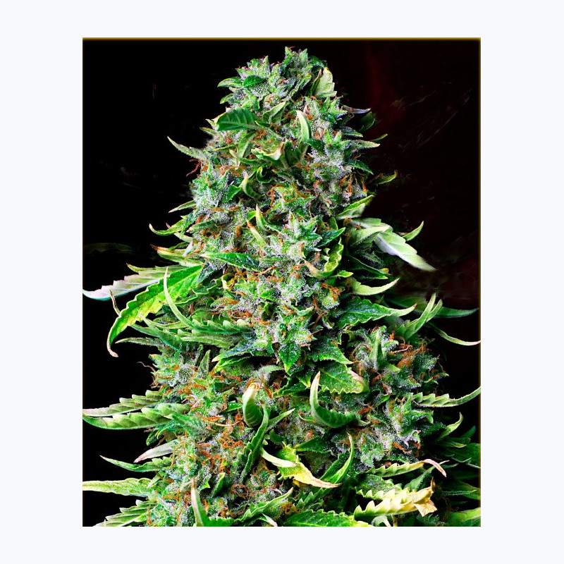 Feminizowane nasiona marihuany Auto Auto Mazar