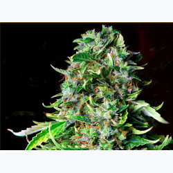 Feminizowane nasiona marihuany Auto Auto Mazar
