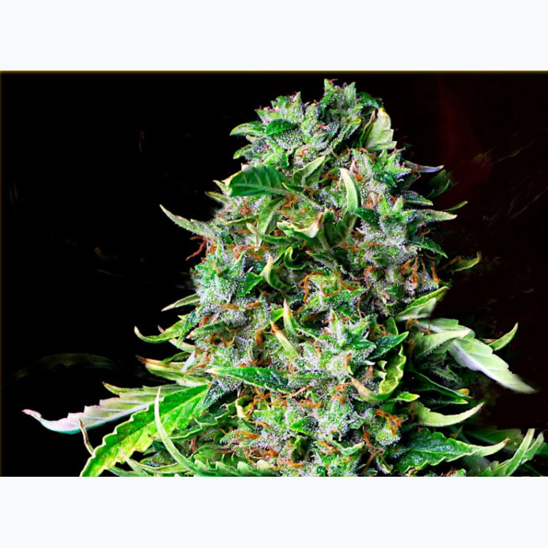 Feminizowane nasiona marihuany Auto Auto Mazar