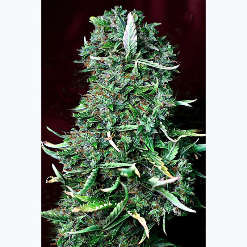 Feminizowane nasiona marihuany Auto Auto Mazar