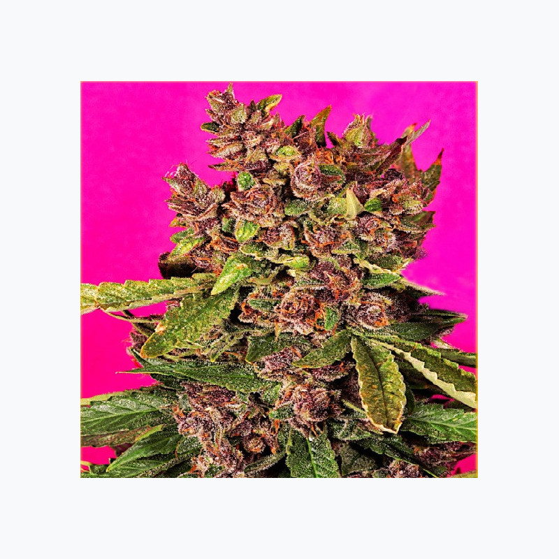 Feminizowane nasiona marihuany Auto Blueberry