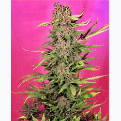 Feminizowane nasiona marihuany Auto Blueberry