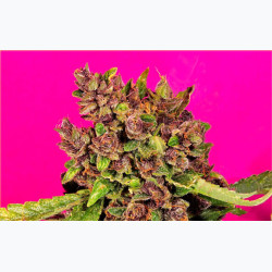 Feminizowane nasiona marihuany Auto Blueberry