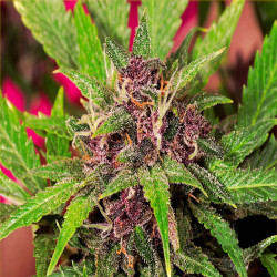 Feminizowane nasiona marihuany Auto Blueberry