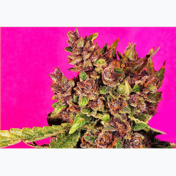 Feminizowane nasiona marihuany Auto Blueberry