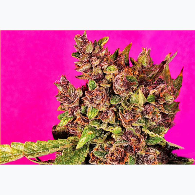Feminizowane nasiona marihuany Auto Blueberry