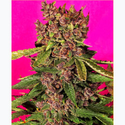 Feminizowane nasiona marihuany Auto Blueberry