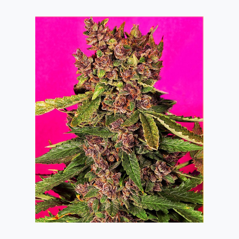 Feminizowane nasiona marihuany Auto Blueberry