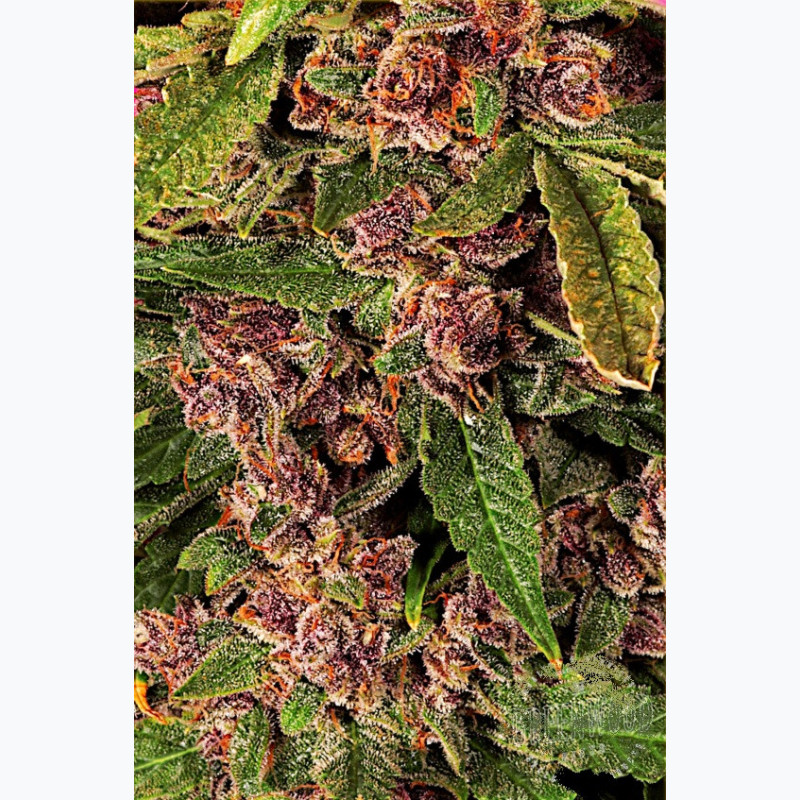 Feminizowane nasiona marihuany Auto Blueberry