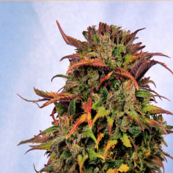 Feminizowane nasiona marihuany Auto Bruce Banner