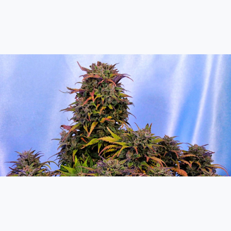Feminizowane nasiona marihuany Auto Bruce Banner