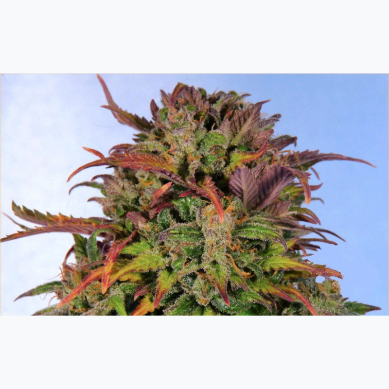 Feminizowane nasiona marihuany Auto Bruce Banner