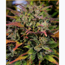 Feminizowane nasiona marihuany Auto Bruce Banner