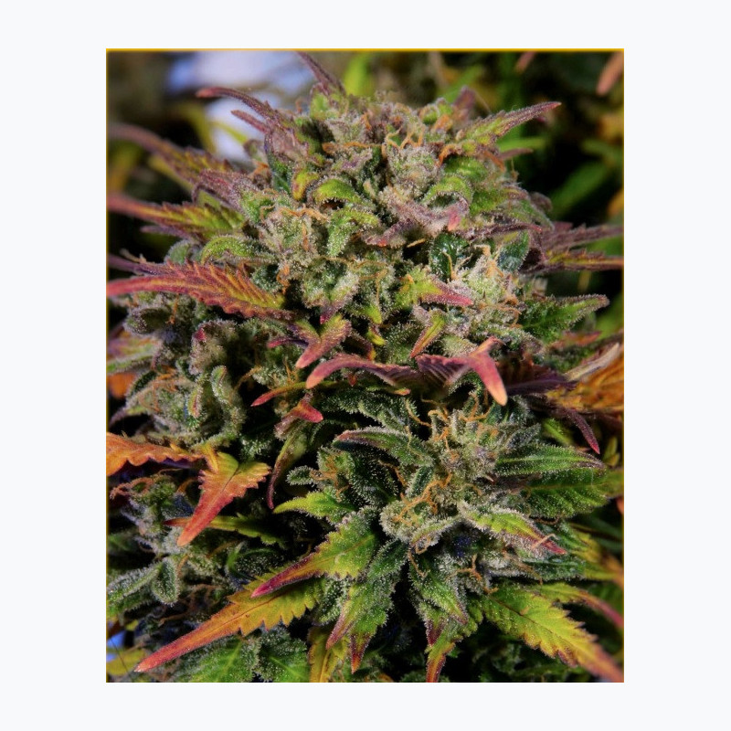 Feminizowane nasiona marihuany Auto Bruce Banner