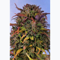 Feminizowane nasiona marihuany Auto Bruce Banner
