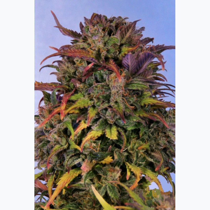 Feminizowane nasiona marihuany Auto Bruce Banner