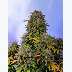Feminizowane nasiona marihuany Auto Bruce Banner