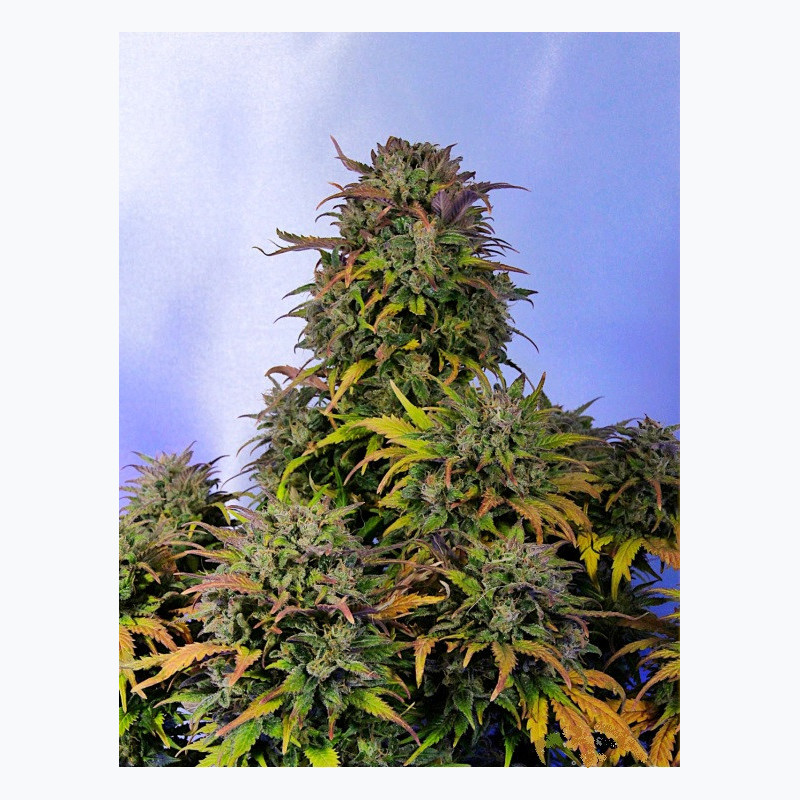 Feminizowane nasiona marihuany Auto Bruce Banner
