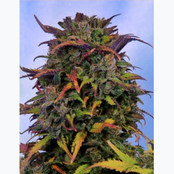 Feminizowane nasiona marihuany Auto Bruce Banner