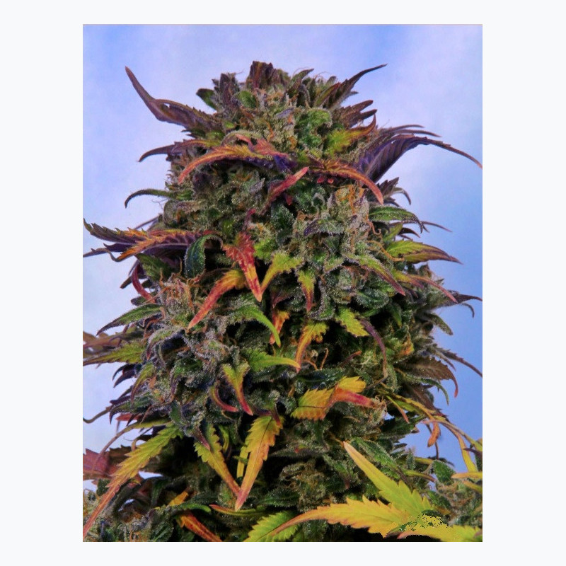 Feminizowane nasiona marihuany Auto Bruce Banner