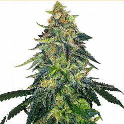 Feminizowane nasiona marihuany Auto Candy Rain