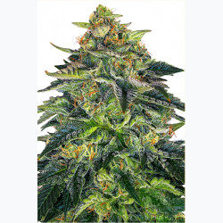 Feminizowane nasiona marihuany Auto Candy Rain