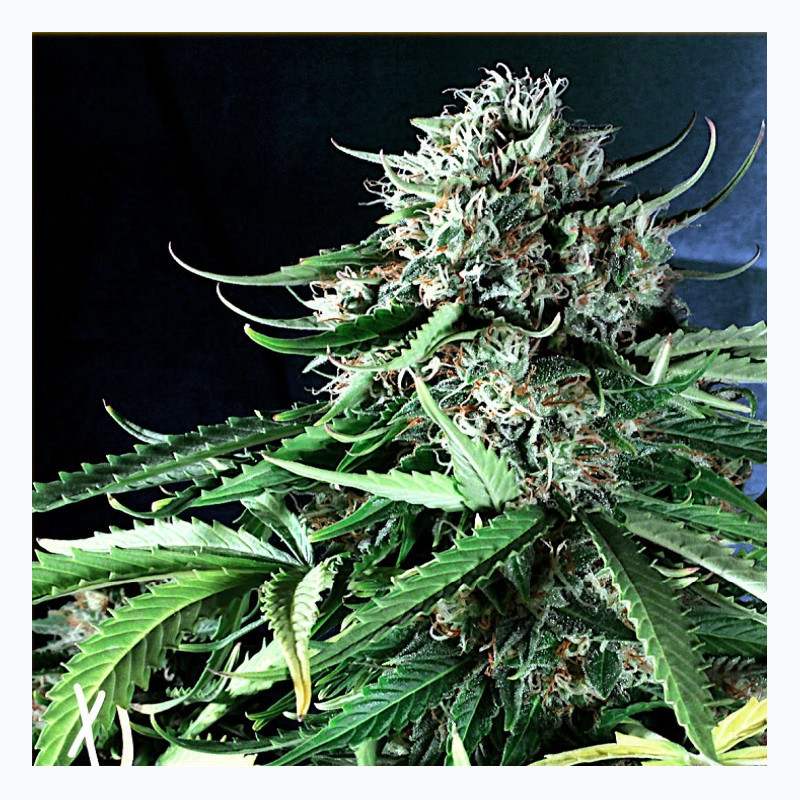 Feminizowane nasiona marihuany Auto OG Kush