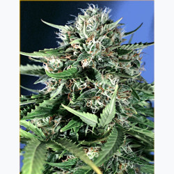 Feminizowane nasiona marihuany Auto OG Kush