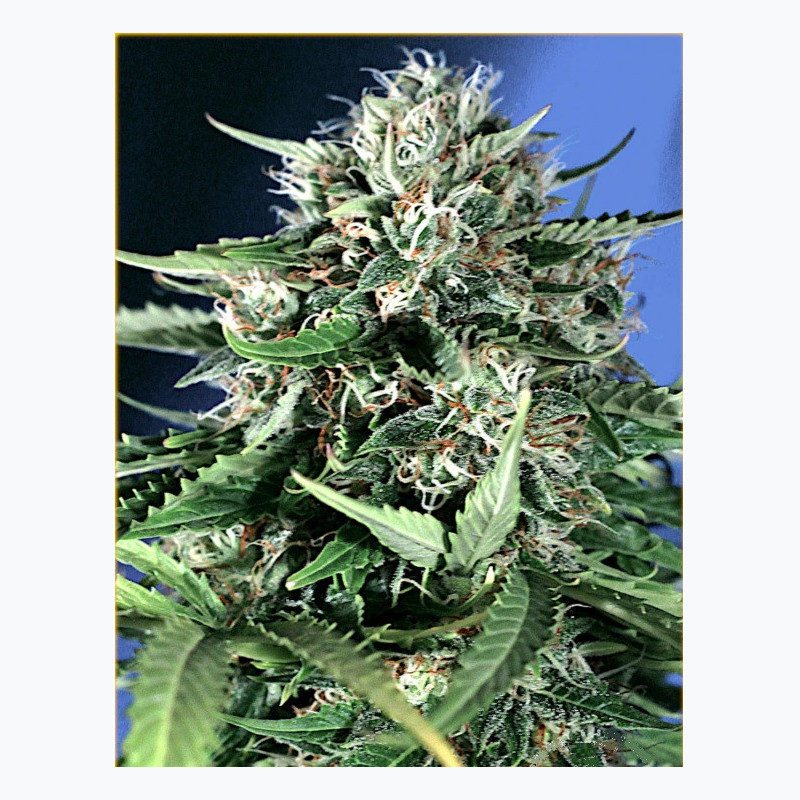 Feminizowane nasiona marihuany Auto OG Kush