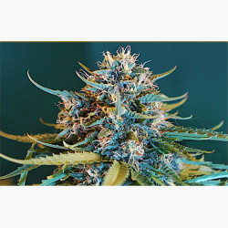 Feminizowane nasiona marihuany Auto OG Kush