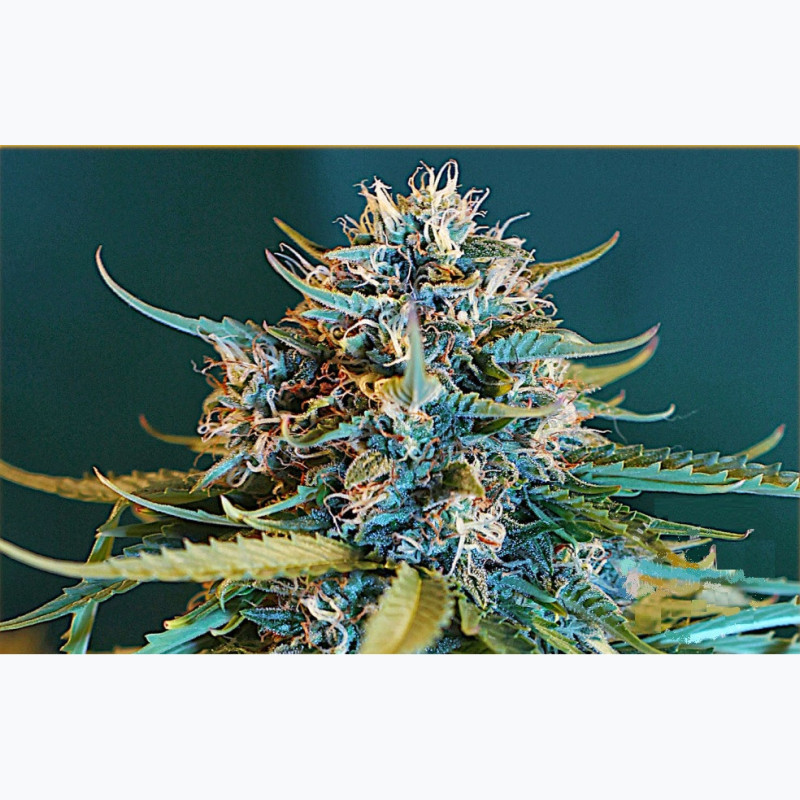 Feminizowane nasiona marihuany Auto OG Kush