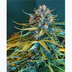 Feminizowane nasiona marihuany Auto OG Kush